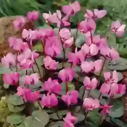 Cyclamen